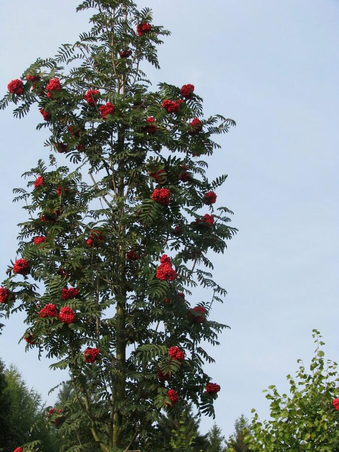 Jeřáb ptačí, jeřabina 'Fastigiata' - Sorbus aucuparia 'Fastigiata'