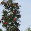 Jeřáb ptačí, jeřabina 'Fastigiata' - Sorbus aucuparia 'Fastigiata'