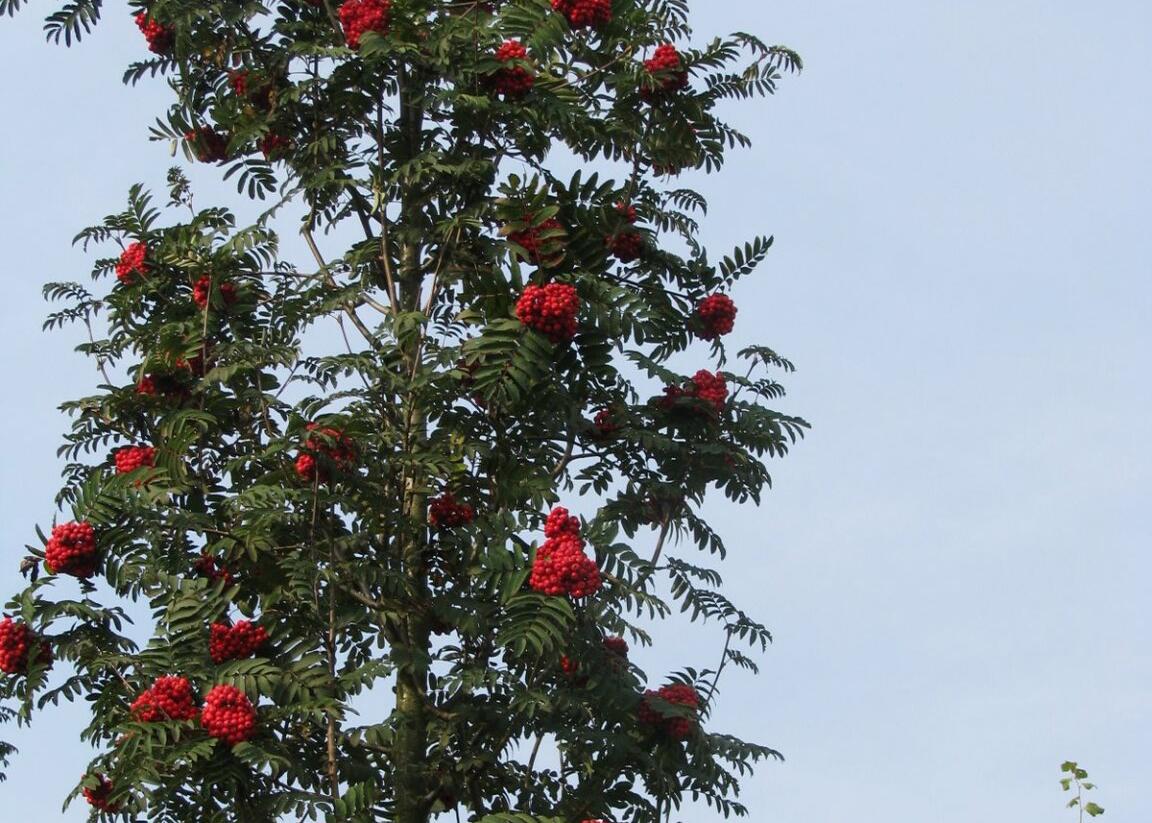 Jeřáb ptačí, jeřabina 'Fastigiata' - Sorbus aucuparia 'Fastigiata'
