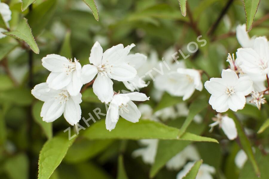 Trojpuk růžový 'Campanulata' - Deutzia rosea 'Campanulata'