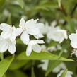 Trojpuk růžový 'Campanulata' - Deutzia rosea 'Campanulata'