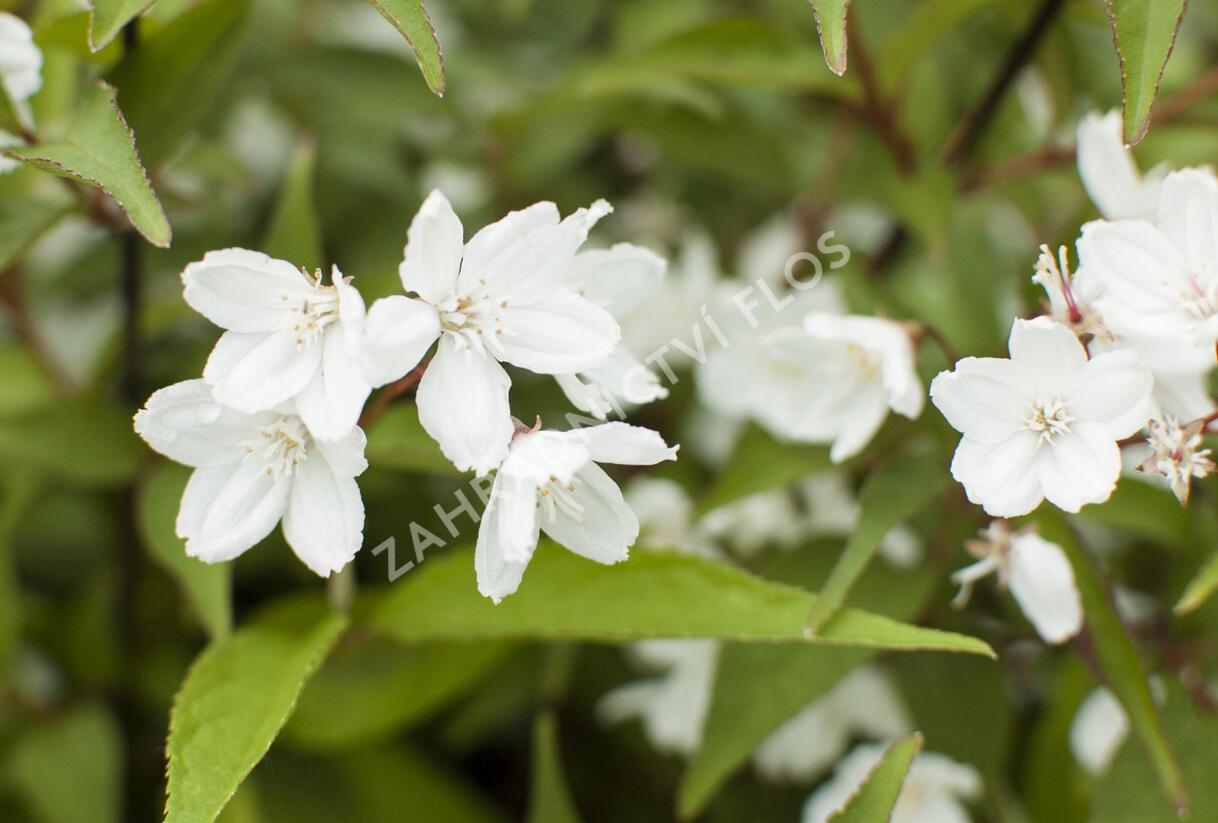 Trojpuk růžový 'Campanulata' - Deutzia rosea 'Campanulata'