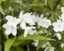 Trojpuk růžový 'Campanulata'