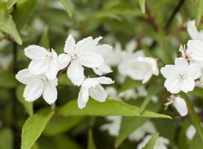 Trojpuk růžový 'Campanulata' - Deutzia rosea 'Campanulata'