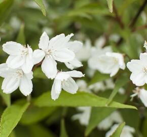 Trojpuk růžový 'Campanulata' - Deutzia rosea 'Campanulata'