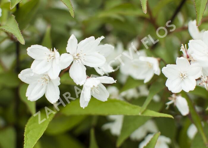 Trojpuk růžový 'Campanulata' - Deutzia rosea 'Campanulata'