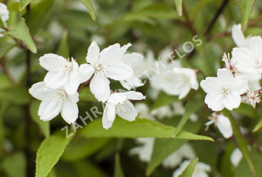 Trojpuk růžový 'Campanulata' - Deutzia rosea 'Campanulata'