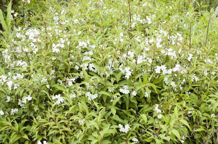 Trojpuk růžový 'Campanulata' - Deutzia rosea 'Campanulata'