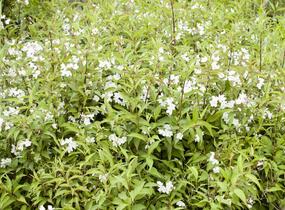 Trojpuk růžový 'Campanulata' - Deutzia rosea 'Campanulata'