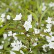 Trojpuk růžový 'Campanulata' - Deutzia rosea 'Campanulata'