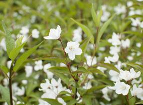 Trojpuk růžový 'Campanulata' - Deutzia rosea 'Campanulata'
