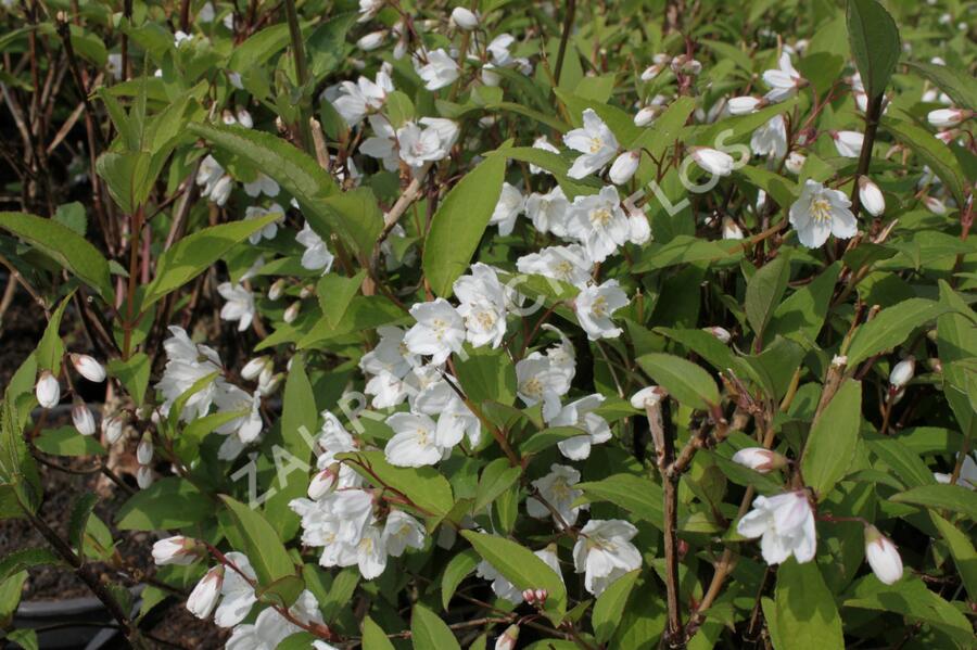 Trojpuk růžový 'Campanulata' - Deutzia rosea 'Campanulata'