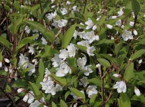 Trojpuk růžový 'Campanulata' - Deutzia rosea 'Campanulata'