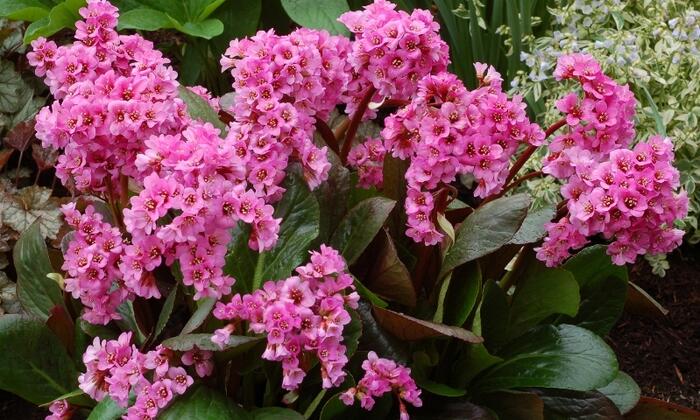 Bergénie srdčitá 'Abendglut' - Bergenia cordifolia 'Abendglut'