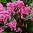 Bergénie srdčitá 'Abendglut' - Bergenia cordifolia 'Abendglut'