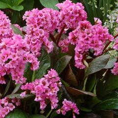 Bergénie srdčitá 'Abendglut' - Bergenia cordifolia 'Abendglut'