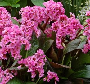 Bergénie srdčitá 'Abendglut'