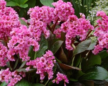 Bergénie srdčitá 'Abendglut'