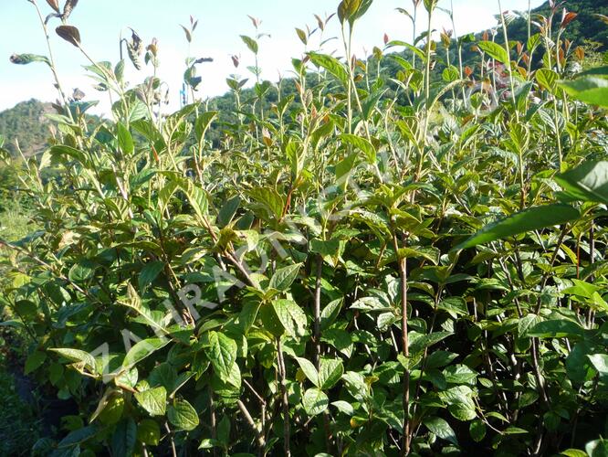 Skalník puchýřnatý - Cotoneaster bullatus