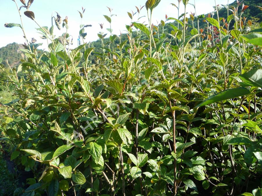 Skalník puchýřnatý - Cotoneaster bullatus