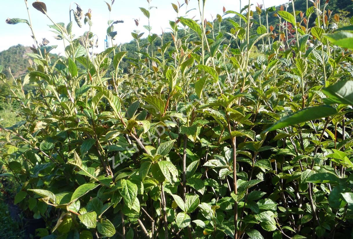 Skalník puchýřnatý - Cotoneaster bullatus