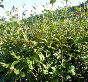 Skalník puchýřnatý - Cotoneaster bullatus