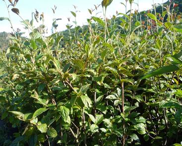 Skalník puchýřnatý