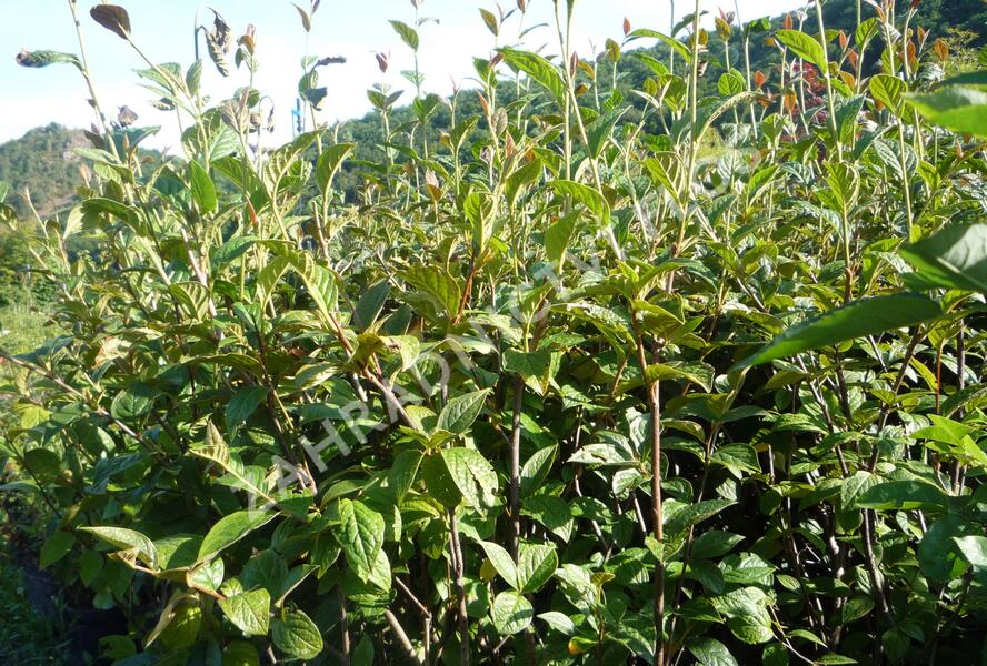 Skalník puchýřnatý - Cotoneaster bullatus