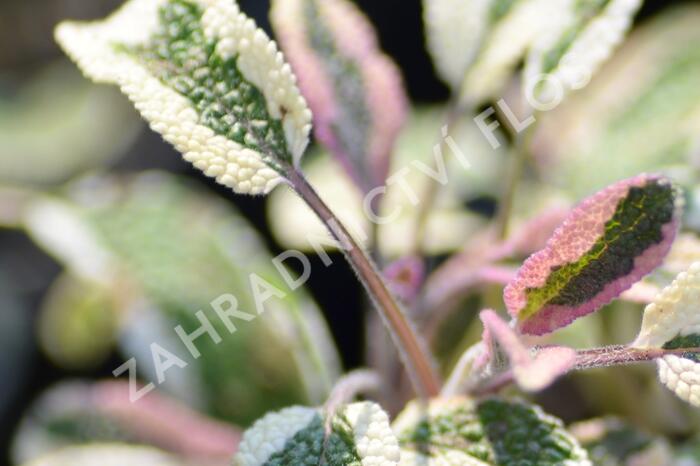 Šalvěj lékařská 'Tricolor' - Salvia officinalis 'Tricolor'
