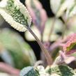 Šalvěj lékařská 'Tricolor' - Salvia officinalis 'Tricolor'