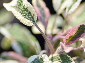 Šalvěj lékařská 'Tricolor' - Salvia officinalis 'Tricolor'