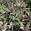 Šalvěj lékařská 'Tricolor' - Salvia officinalis 'Tricolor'
