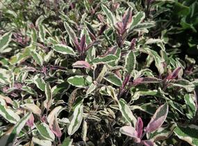 Šalvěj lékařská 'Tricolor' - Salvia officinalis 'Tricolor'
