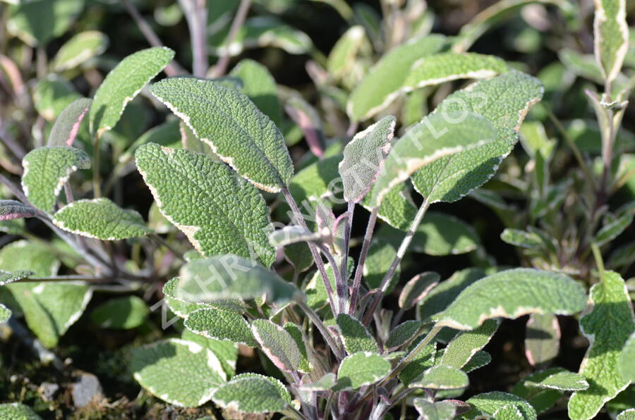 Šalvěj lékařská 'Silver Sabre' - Salvia officinalis 'Silver Sabre'