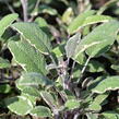 Šalvěj lékařská 'Silver Sabre' - Salvia officinalis 'Silver Sabre'