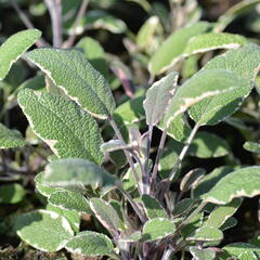 Šalvěj lékařská 'Silver Sabre' - Salvia officinalis 'Silver Sabre'