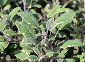 Šalvěj lékařská 'Silver Sabre' - Salvia officinalis 'Silver Sabre'