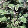 Šalvěj lékařská 'Silver Sabre' - Salvia officinalis 'Silver Sabre'