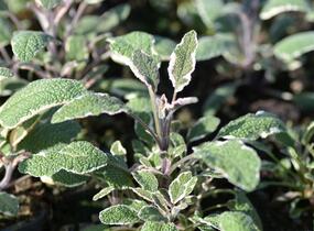 Šalvěj lékařská 'Silver Sabre' - Salvia officinalis 'Silver Sabre'