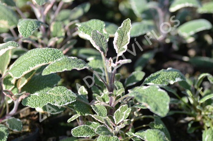 Šalvěj lékařská 'Silver Sabre' - Salvia officinalis 'Silver Sabre'