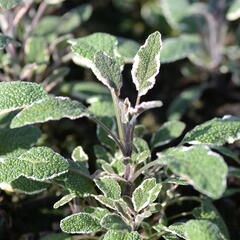 Šalvěj lékařská 'Silver Sabre' - Salvia officinalis 'Silver Sabre'