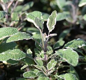 Šalvěj lékařská 'Silver Sabre' - Salvia officinalis 'Silver Sabre'