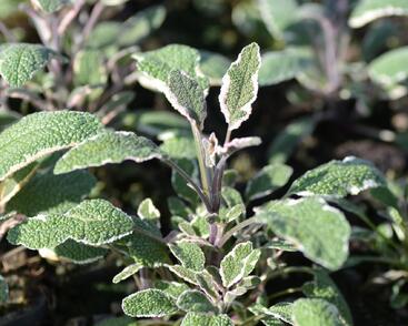 Šalvěj lékařská 'Silver Sabre'