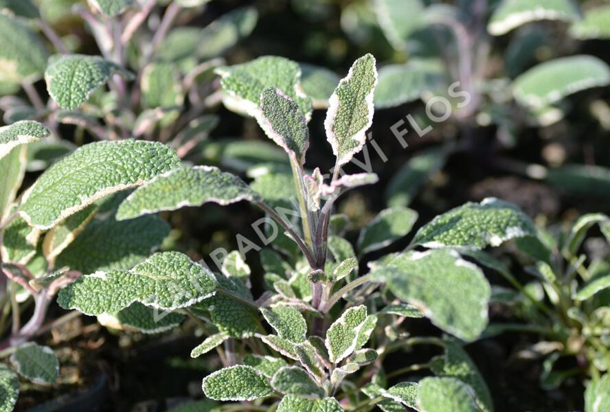 Šalvěj lékařská 'Silver Sabre' - Salvia officinalis 'Silver Sabre'
