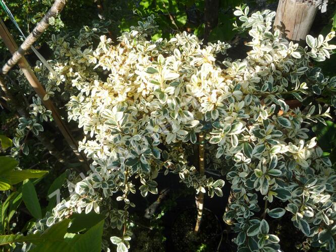 Skalník 'Juliette' - Cotoneaster x suecicus 'Juliette'