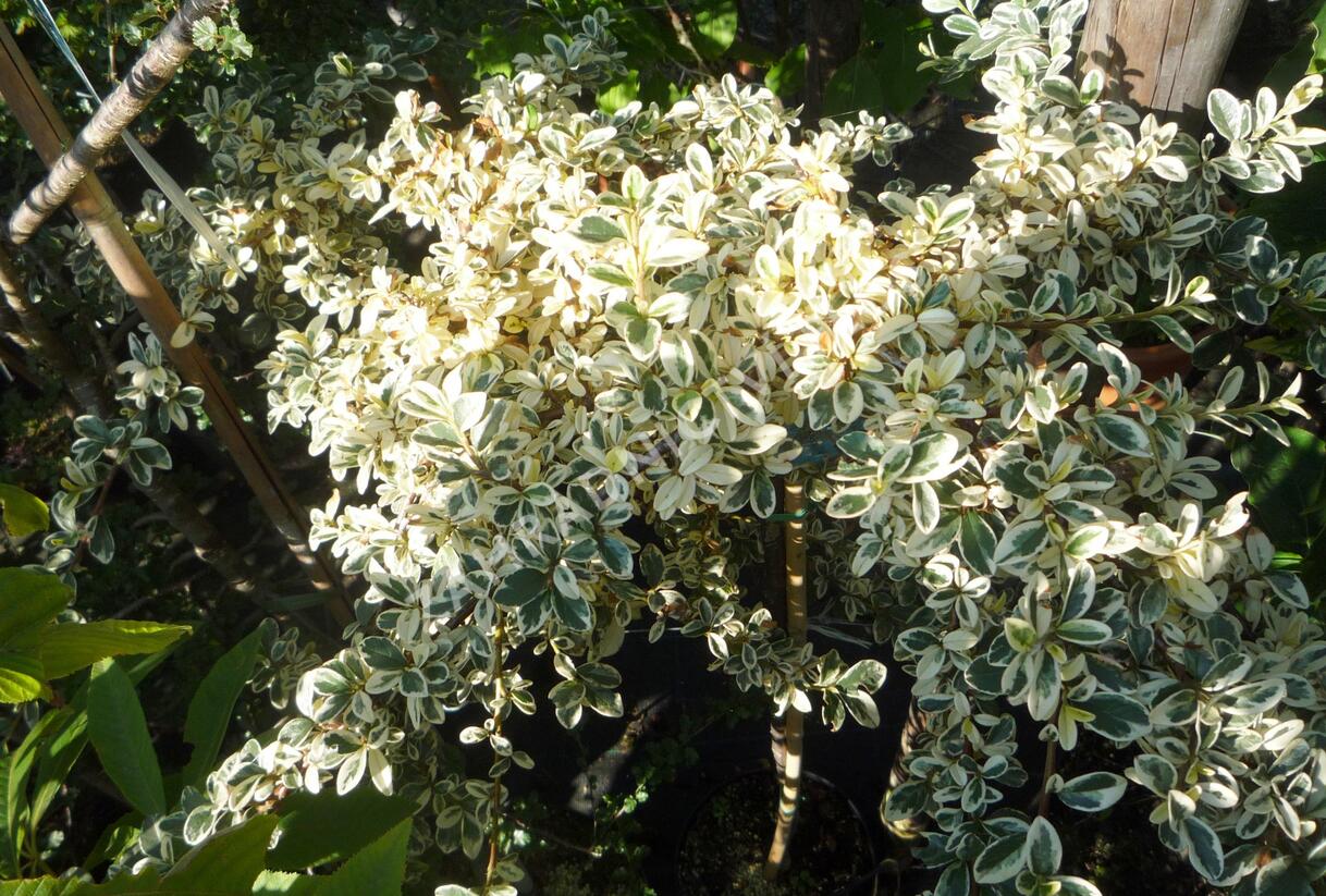 Skalník 'Juliette' - Cotoneaster x suecicus 'Juliette'