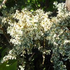 Skalník 'Juliette' - Cotoneaster x suecicus 'Juliette'