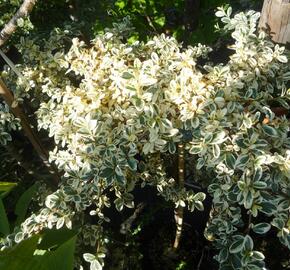 Skalník 'Juliette' - Cotoneaster x suecicus 'Juliette'