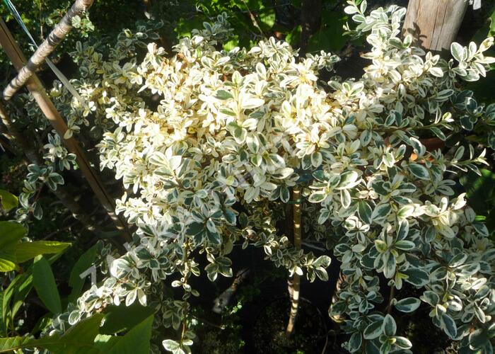 Skalník 'Juliette' - Cotoneaster x suecicus 'Juliette'