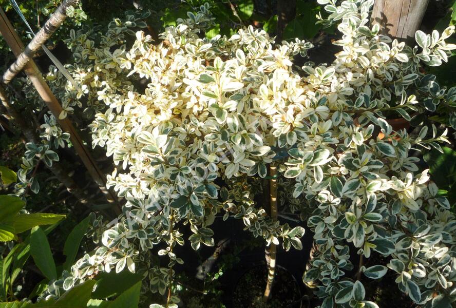Skalník 'Juliette' - Cotoneaster x suecicus 'Juliette'